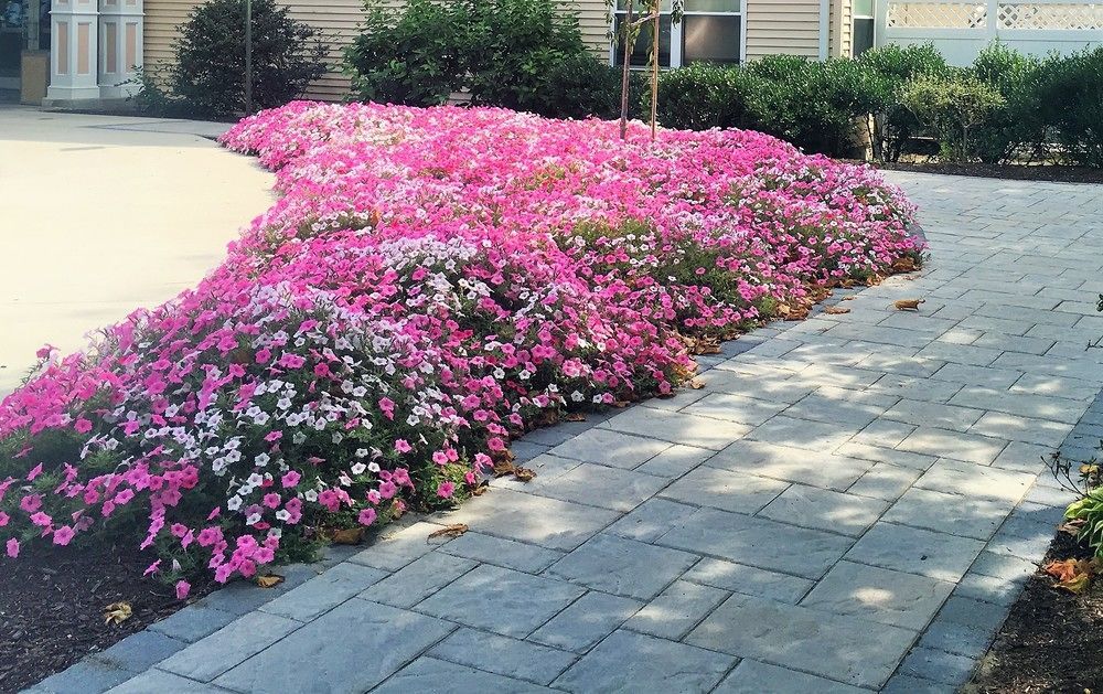 Vacation Village In The Berkshires แฮนค็อค ภายนอก รูปภาพ Petunia x hybrida